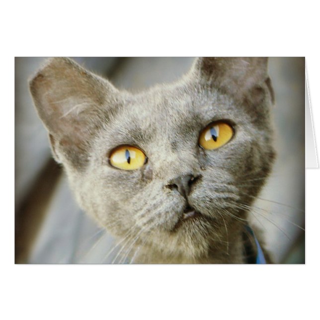 最後の希望のジーンの灰色 (正面横)