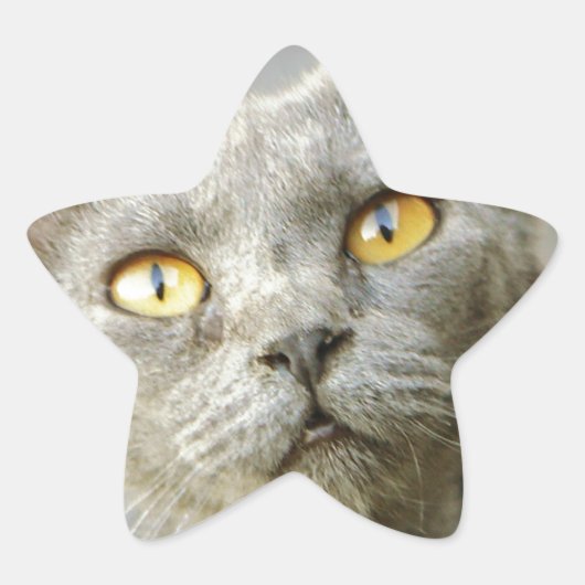 最後の希望のジーンの灰色 星シール (正面)