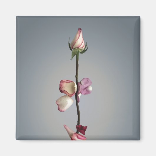 最後の花びらまで… マグネット (正面)