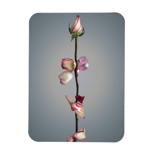 最後の花びらまで… マグネット (縦)