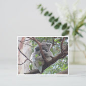 最愛コアラ ポストカード (スタンド正面)