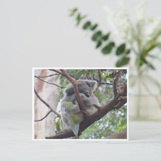 最愛コアラ ポストカード (スタンド正面)