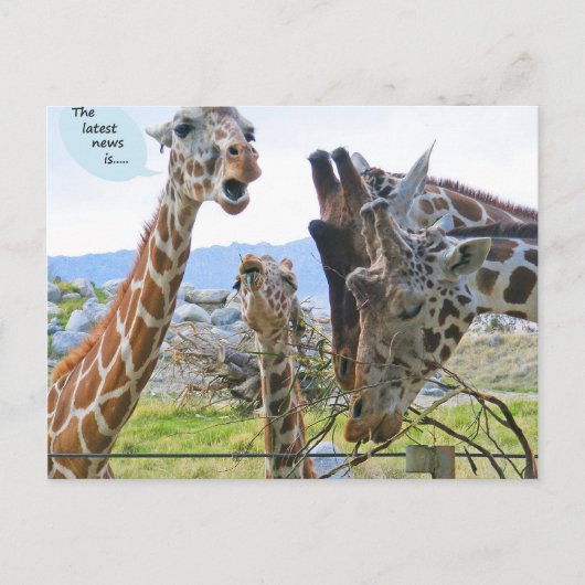 最新のニュースはポストカード ポストカード (正面)