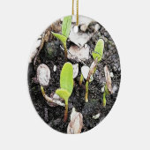 最近発生させた実生植物 セラミックオーナメント (右)