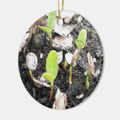 最近発生させた実生植物 セラミックオーナメント (左)