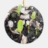 最近発生させた実生植物 セラミックオーナメント (裏面)