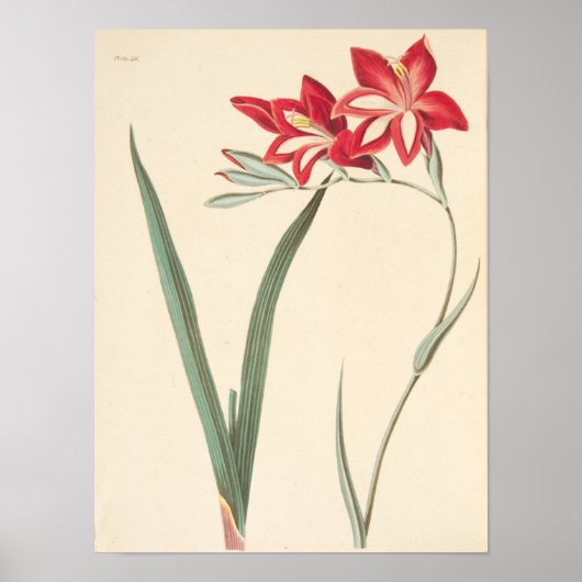 最高のトウモロコシ国旗 ポスター (正面)