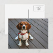 最高のビーグル犬 ポストカード (正面/裏面)