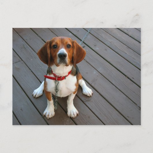 最高のビーグル犬 ポストカード (正面)