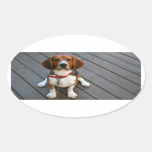 最高のビーグル犬 楕円形シール