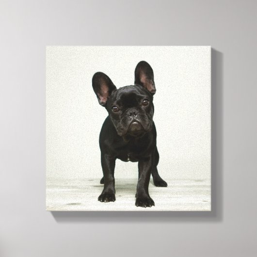 最高のフランスのブルドッグの子犬 キャンバスプリント (正面)