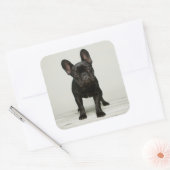 最高のフランスのブルドッグの子犬 スクエアシール (封筒)