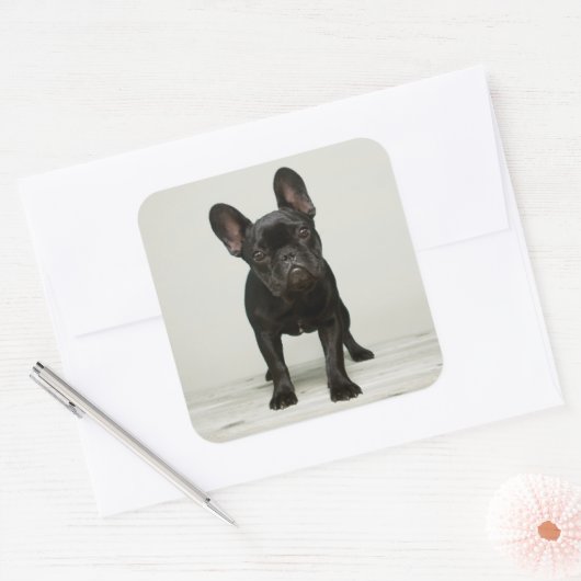最高のフランスのブルドッグの子犬 スクエアシール (封筒)