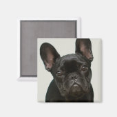 最高のフランスのブルドッグの子犬 マグネット (正面/裏面)