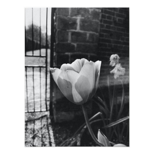 最高のポスター白黒フラワー フォトプリント            (正面)
