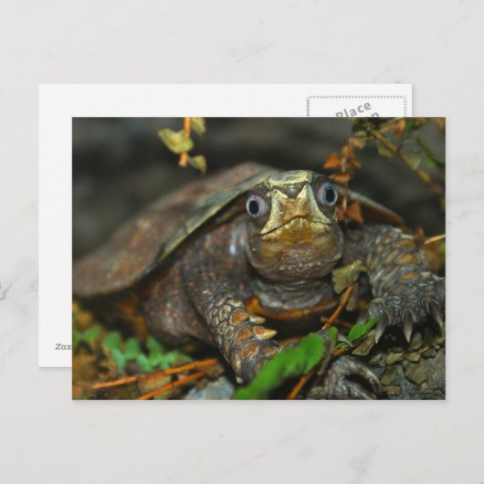 最高の亀の甲 ポストカード (正面/裏面)