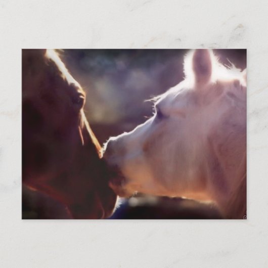 最高の友ウマ科の達 ポストカード (正面)