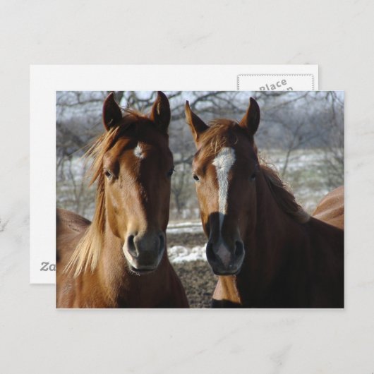 最高の友人 ポストカード (正面/裏面)