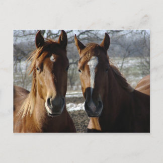 最高の友人 ポストカード