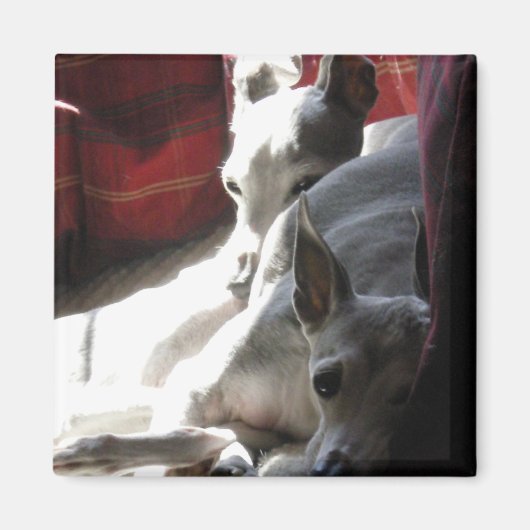 「最高の友達」のイタリアンgreyhound写真 マグネット (正面)