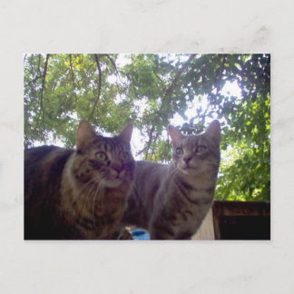 最高の芽 ポストカード