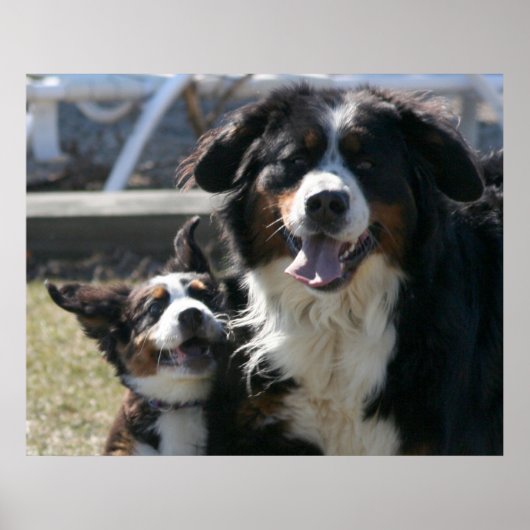 最高のFriends Bernese Poster ポスター (正面)