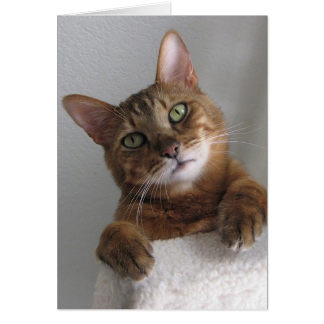 最高のKishka (正面)