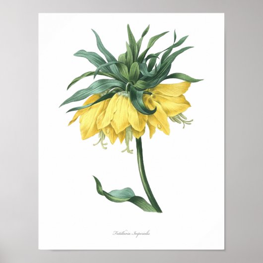 最高品質の植物性プリントの油留庫 ポスター (正面)