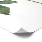 最高品質の植物性プリントバラアデリア ポスター (角)