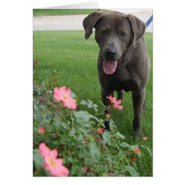 最高犬の写真カード- (正面)
