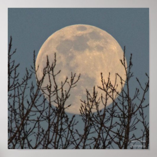 月が木々の上に昇る ポスター (正面)