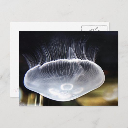 月のくらげの郵便はがき ポストカード (正面/裏面)