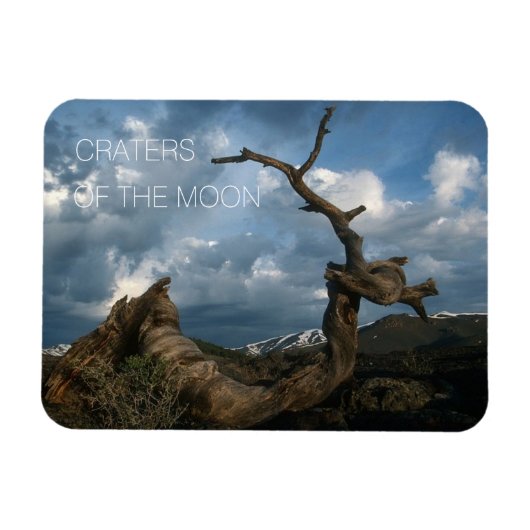 月のクレーターの曲がったライマーパイン幹 マグネット (横)