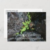 月のクレーター、溶岩で成長するシダ ポストカード (正面/裏面)