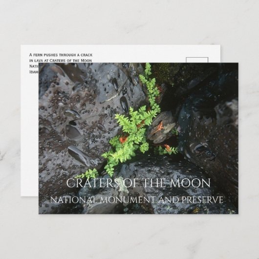 月のクレーター、溶岩で成長するシダ ポストカード (正面/裏面)