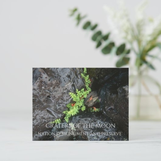 月のクレーター、溶岩で成長するシダ ポストカード (スタンド正面)