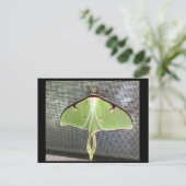 月の蛾のはがき ポストカード (スタンド正面)