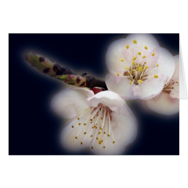 月光輝くで (正面横)