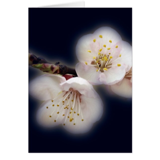 月光輝くで (正面)