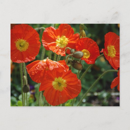 月名はがき ポストカード (正面)