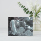 月明かりの中で馬が放牧 ポストカード (スタンド正面)