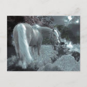 月明かりの中で馬が放牧 ポストカード (正面)