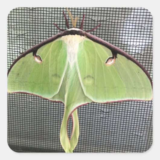 月蛾 スクエアシール (正面)