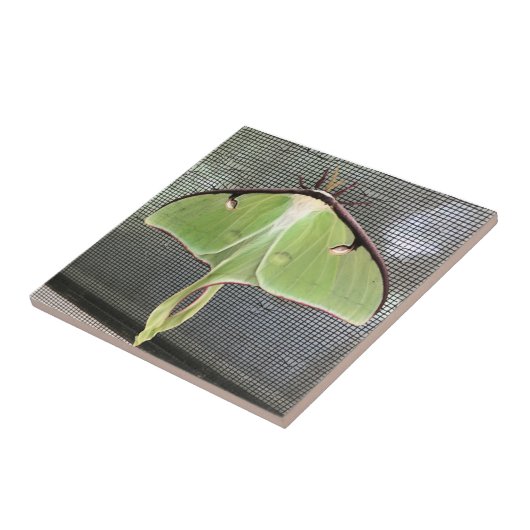 月蛾 タイル (側面)