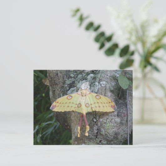 月蛾 ポストカード (スタンド正面)