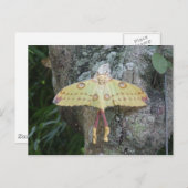 月蛾 ポストカード (正面/裏面)