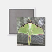 月蛾 マグネット (正面/裏面)