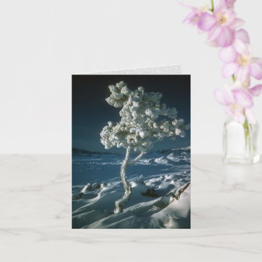 月霜の降りたのクレーターの木と雪 カード (蘭)
