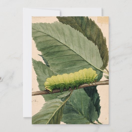 月面毛虫 | アボット・ハンダーソン・セイヤー (正面)