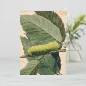 月面毛虫 | アボット・ハンダーソン・セイヤー (スタンド正面)